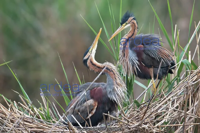 : Purple heron (Ardea purpurea), pair at nest in reed : Purple heron (Ardea purpurea), pair at nest in reed