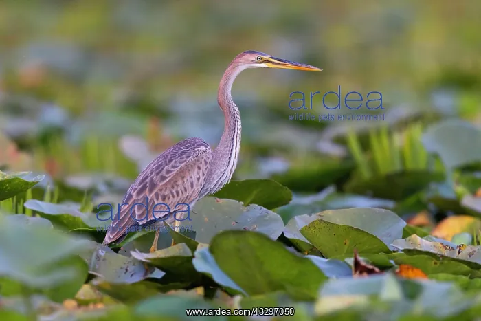 : Purple heron (Ardea purpurea), young bird on water : Purple heron (Ardea purpurea), young bird on water