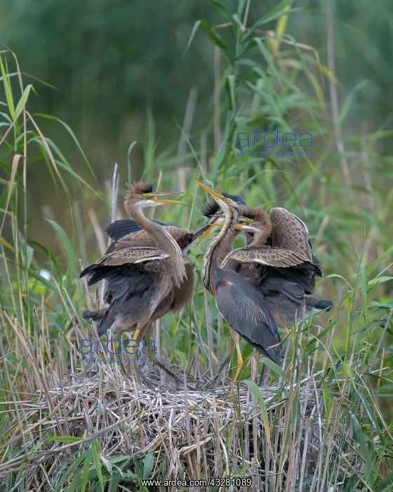 : Purple heron (Ardea purpurea), young birds begging : Purple heron (Ardea purpurea), young birds begging