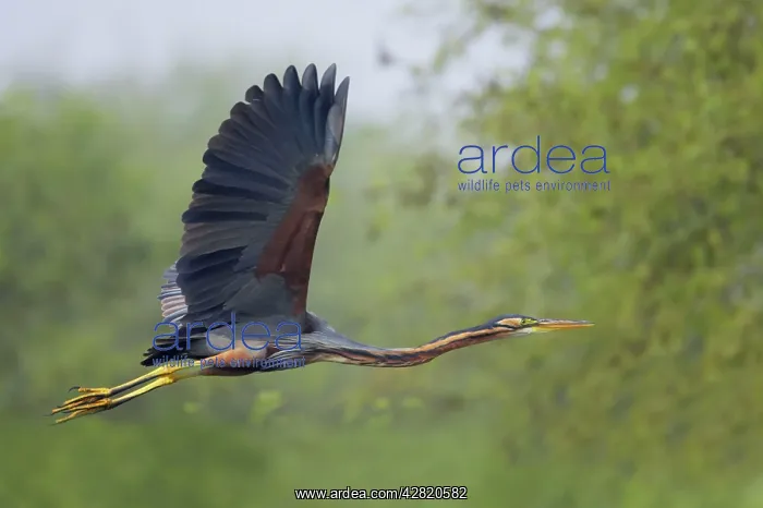 : Purple Heron - In flight : Purple Heron - In flight