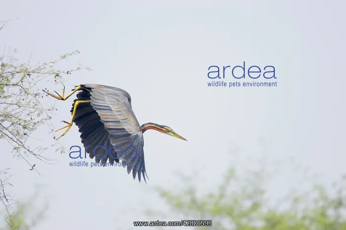 : Purple Heron - In flight : Purple Heron - In flight