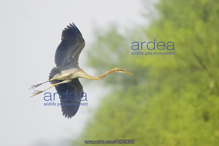 : Purple Heron - In flight : Purple Heron - In flight
