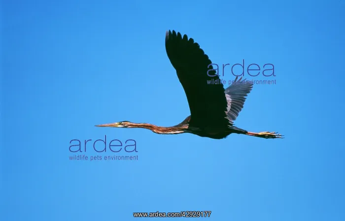 : PURPLE HERON - in flight : PURPLE HERON - in flight