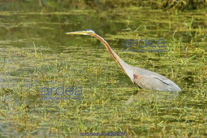 : Purple Heron - hunting : Purple Heron - hunting