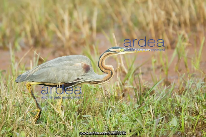 : Purple Heron - hunting : Purple Heron - hunting