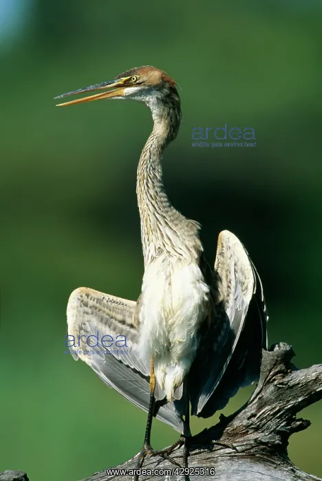 : Purple HERON - juvenile, sunning itself : Purple HERON - juvenile, sunning itself