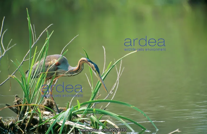  : PURPLE HERON - POISED TO FEED