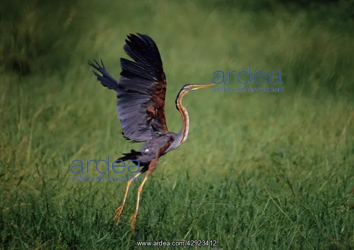 : Purple Heron - Taking-off : Purple Heron - Taking-off