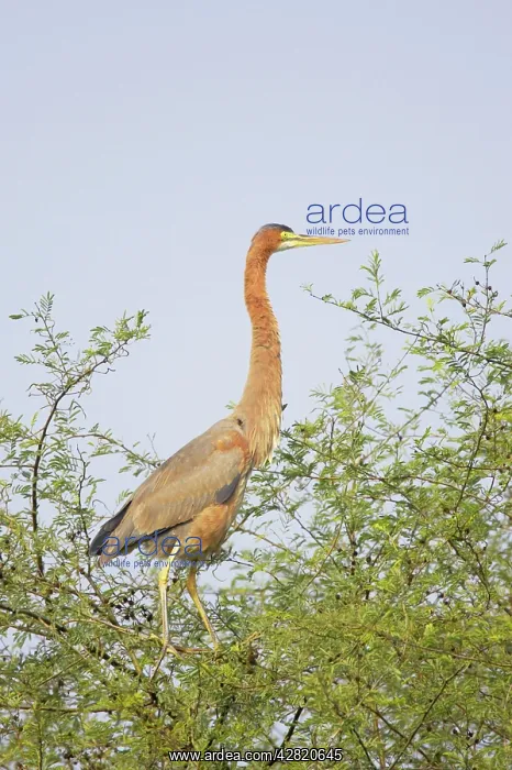 : Purple Heron - on tree top : Purple Heron - on tree top