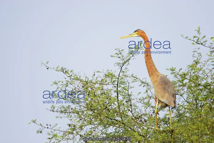 : Purple Heron - on tree top : Purple Heron - on tree top