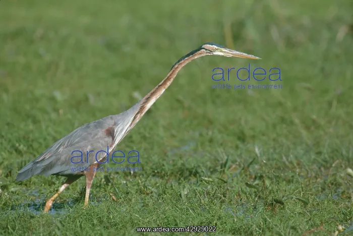 : Purple Heron - walking on marsh : Purple Heron - walking on marsh