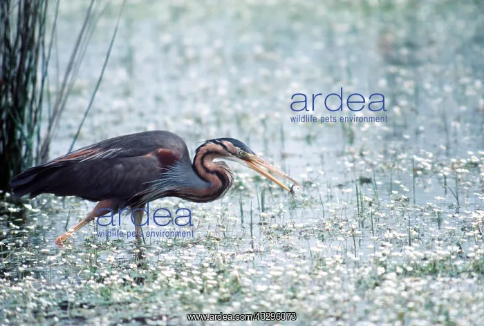 : PURPLE HERON - in water with fish in beak : PURPLE HERON - in water with fish in beak