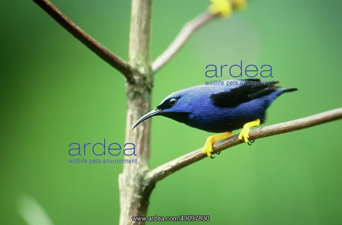  : Purple Honeycreeper