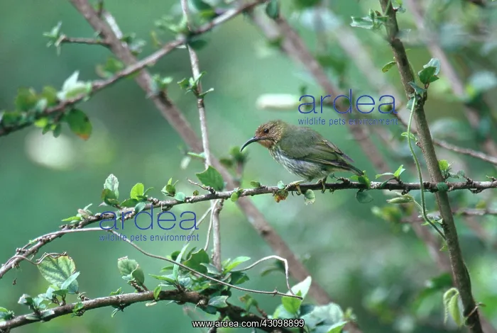 : Purple Honeycreeper : Purple Honeycreeper