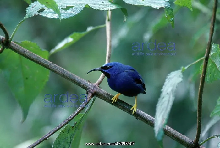 : Purple Honeycreeper : Purple Honeycreeper