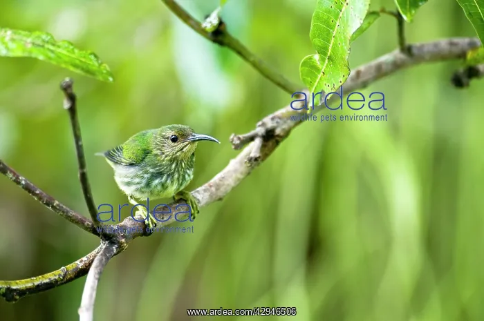 : Purple Honeycreeper - female on branch : Purple Honeycreeper - female on branch