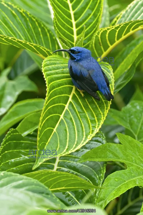 : Purple Honeycreeper - on large green leaf : Purple Honeycreeper - on large green leaf