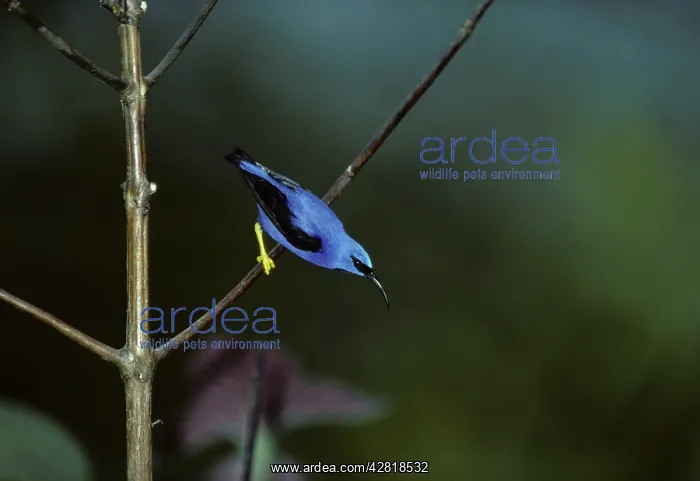 : Purple Honeycreeper - Male : Purple Honeycreeper - Male