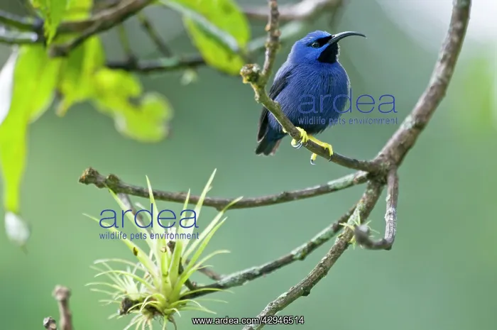 : Purple Honeycreeper - male on branch with airplant : Purple Honeycreeper - male on branch with airplant
