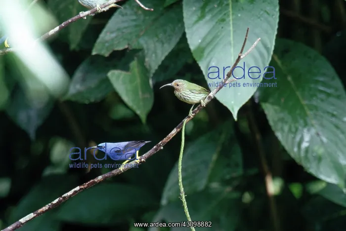 : Purple Honeycreepers : Purple Honeycreepers