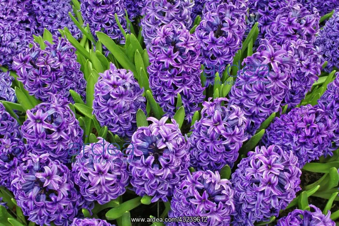 : Purple hyacinth flowers, Keukenhof Gardens : Purple hyacinth flowers, Keukenhof Gardens
