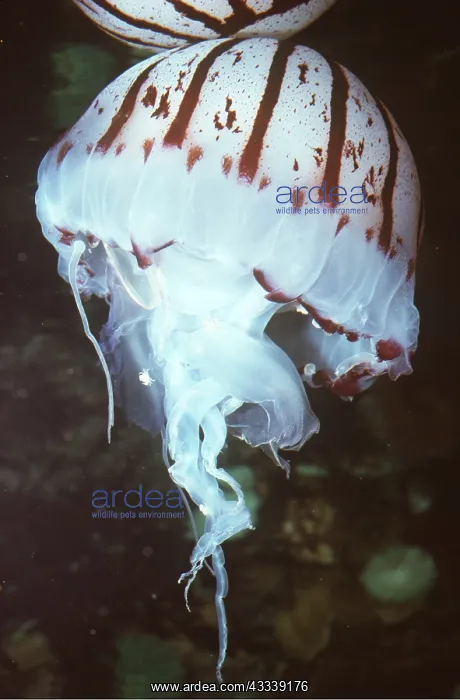 : PURPLE JELLYFISH - Mauve Stinger : PURPLE JELLYFISH - Mauve Stinger
