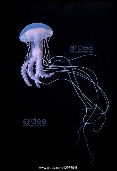 : Purple jellyfish / Phosphorescent jellyfish : Purple jellyfish / Phosphorescent jellyfish
