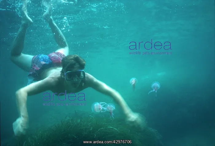 : Purple Jellyfish / Phosphorescent Jellyfish - diver : Purple Jellyfish / Phosphorescent Jellyfish - diver