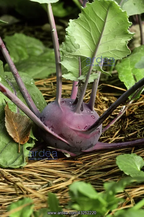 : Purple Kohlrabi : Purple Kohlrabi