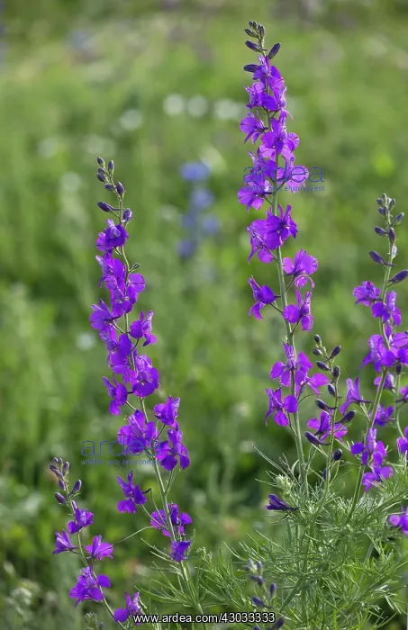 : Purple Larkspur in flower eastern Turkey : Purple Larkspur in flower eastern Turkey