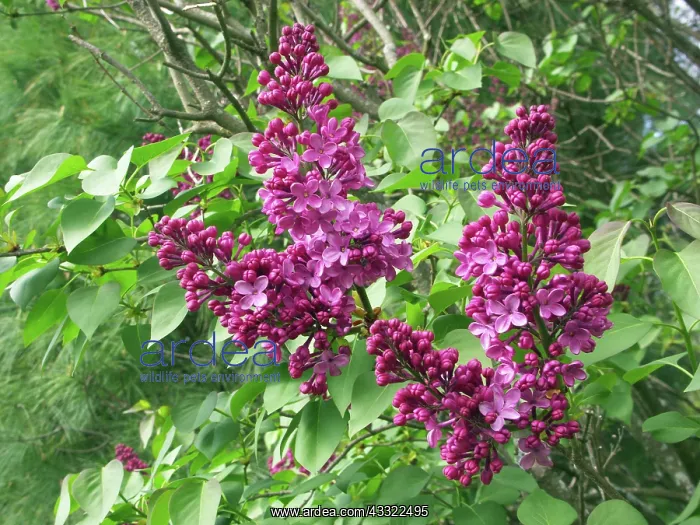 : Purple Lilac : Purple Lilac