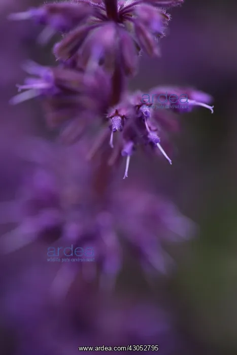  : Purple lilac sage