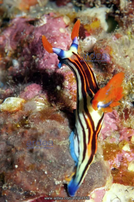 : Purple-lined Nembrotha Nudibranch : Purple-lined Nembrotha Nudibranch