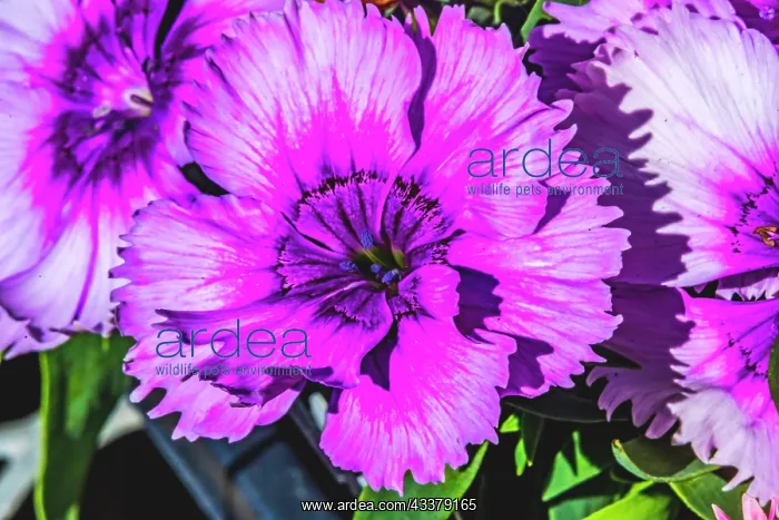 : Purple Lobelia, Bellevue, Washington State : Purple Lobelia, Bellevue, Washington State