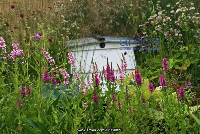 : Purple Loose strife : Purple Loose strife