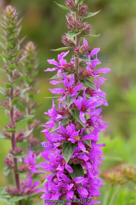 : Purple Loosestrife : Purple Loosestrife