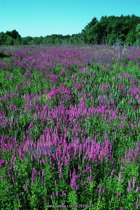 : Purple Loosestrife : Purple Loosestrife