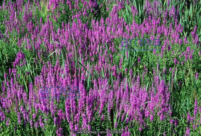 : Purple Loosestrife : Purple Loosestrife