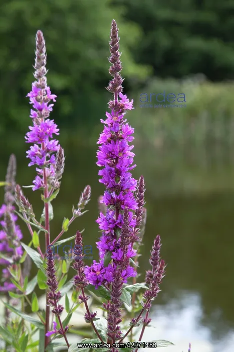 : Purple Loosestrife : Purple Loosestrife