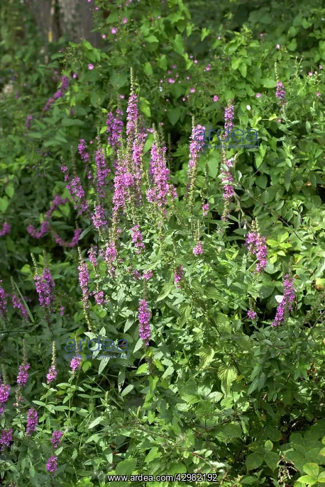 : Purple Loosestrife : Purple Loosestrife