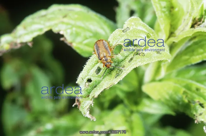 : Purple Loosestrife Defoliating Beetle : Purple Loosestrife Defoliating Beetle