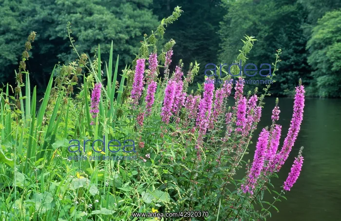 : Purple Loosestrife - Fire Candle : Purple Loosestrife - Fire Candle