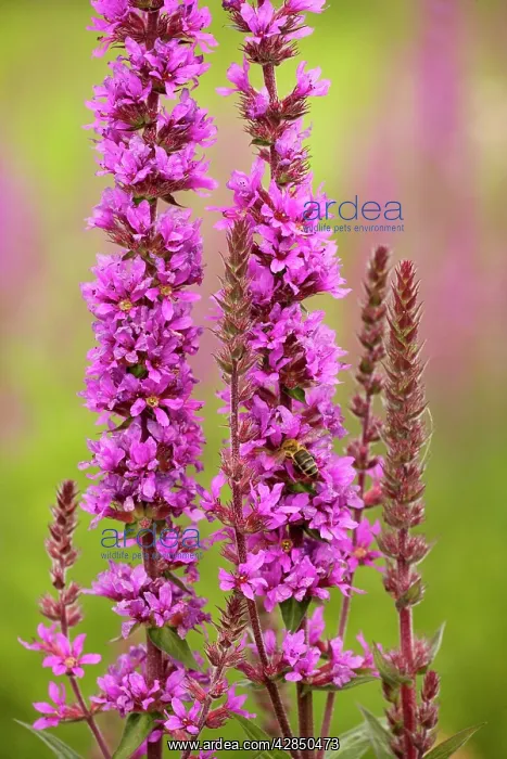 : Purple Loosestrife - in flower. Wetland plant : Purple Loosestrife - in flower. Wetland plant
