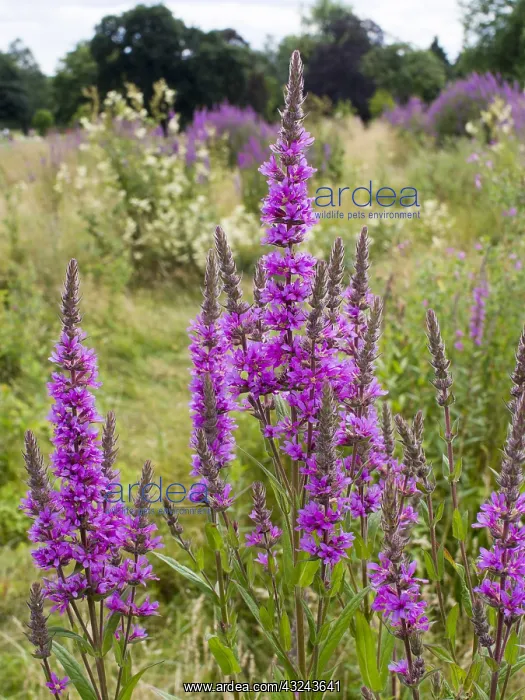  : Purple loosestrife flowers - Birmingham UK