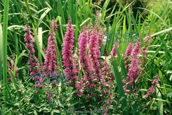 : Purple Loosestrife Plant : Purple Loosestrife Plant