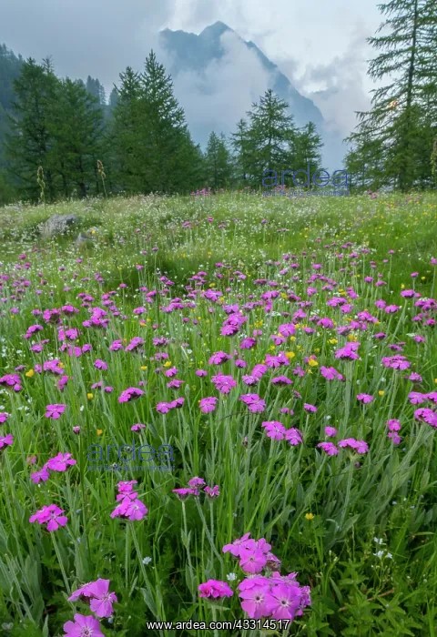 : Purple lychnis, Lychnis flos-jovis, on Col de la : Purple lychnis, Lychnis flos-jovis, on Col de la