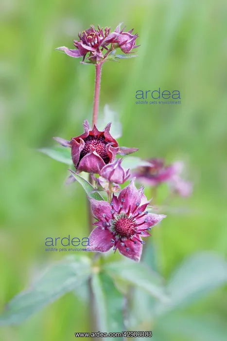 : Purple Marshlocks / Swamp Cinquefoil : Purple Marshlocks / Swamp Cinquefoil