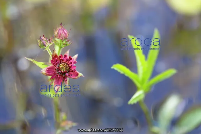 : Purple Marshlocks / Swamp / Marsh Cinquefoil : Purple Marshlocks / Swamp / Marsh Cinquefoil