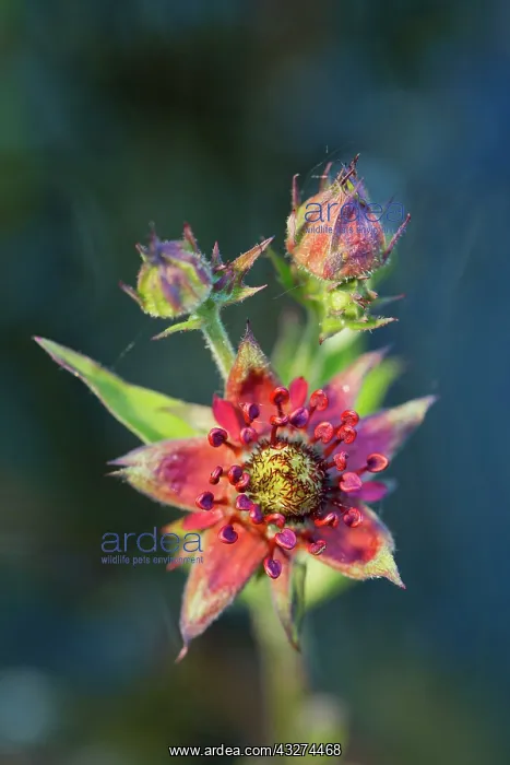 : Purple Marshlocks / Swamp / Marsh Cinquefoil : Purple Marshlocks / Swamp / Marsh Cinquefoil