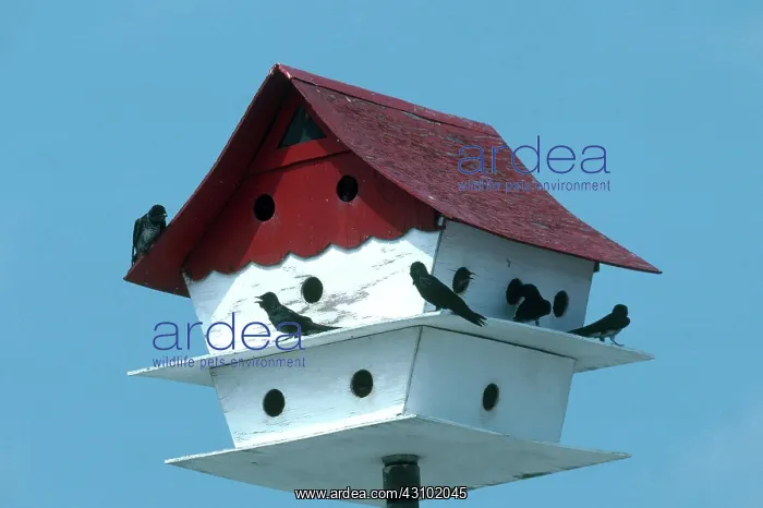 : Purple Martin House : Purple Martin House